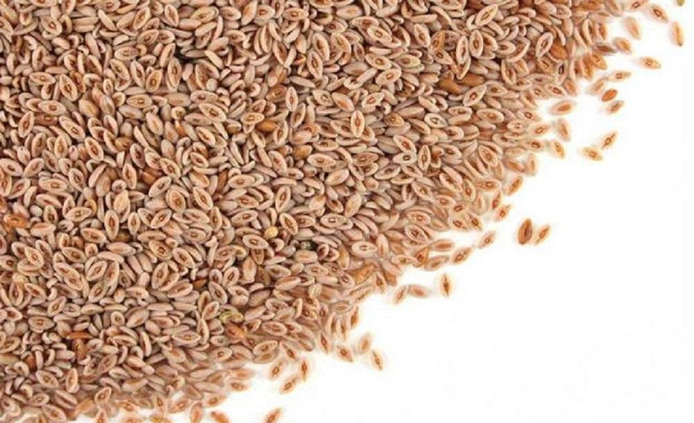 Psyllium Seed Husk Whole 1 lb E319